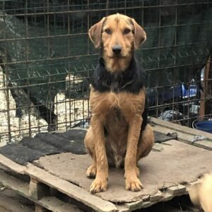 PYRAME - reserviert Manuela - vermittelt