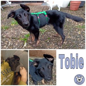 Tobie in 66740 Saarlouis *vermittelt*