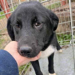 FELIX - auf Pflegestelle in PLZ 1 *vermittelt*