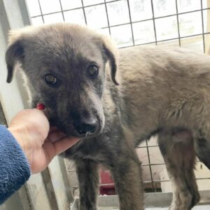 MISCHKA - auf Pflegestelle in PLZ 5 vermittelt