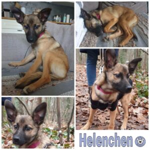 Helenchen in 12587 Berlin *vermittelt*