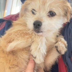 TORINA - sollte zeitnah reisen - reserviert JW - vermittelt