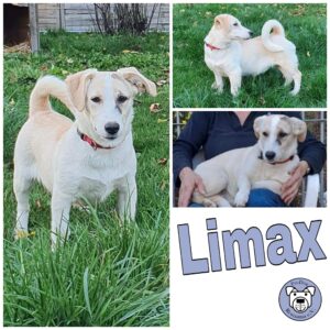 Limax in 34474 Diemelstadt *vermittelt*