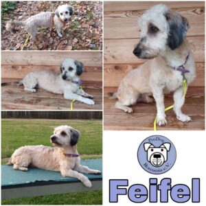 Feifel in 93470 Lohberg *vermittelt*