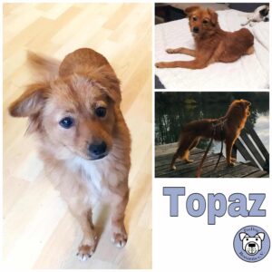 Topaz in 85077 Manching *vermittelt*