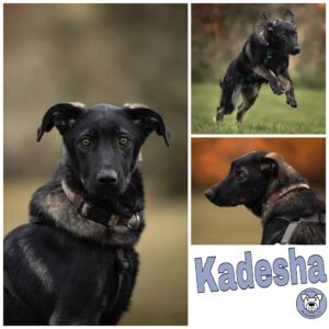 Kadesha in 57632 Ziegenhain - vermittelt