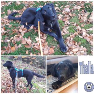 Thalia in 65388 in Schlangenbad - vermittelt