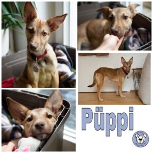 Püppi in 81543 München *vermittelt*