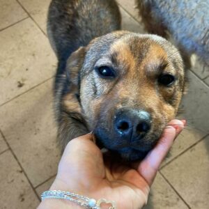 LEIF - reserviert PVA - vermittelt