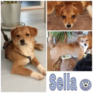 Sella in 56249 Herschbach *vermittelt*