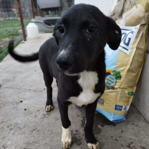 LINO - auf Pflegestelle in PLZ 4 *vermittelt*