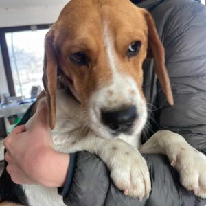 MUMIN - reserviert Laborbeagle Hilfe - vermittelt
