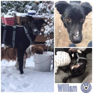 William in 92318 Neumarkt i.d.Opf. *vermittelt*