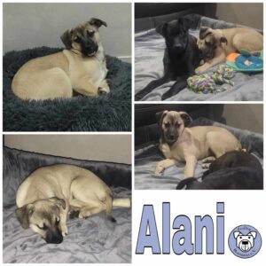 Alani in 52146 Würselen *vermittelt*