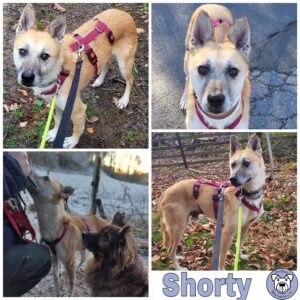 Shorty in 58256 Enneptal *vermittelt*