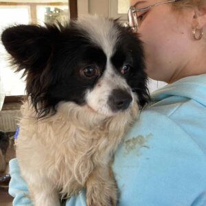 JOSCH - reserviert Tierrettung Grenzenlos - vermittelt