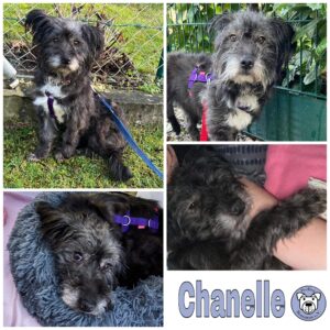 Chanelle in 16348 Wandlitz *vermittelt*