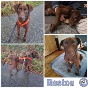 Bastou in 76337 Waldbronn *vermittelt*