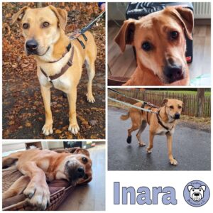 Inara in 08058 Zwickau *vermittelt*