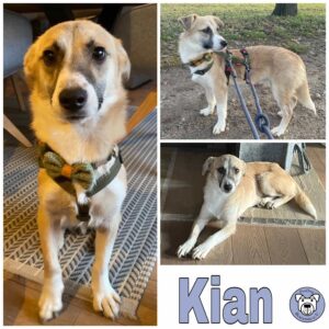 Kian in 30900 Wedemark *vermittelt*