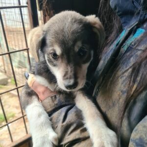 FLIPPY - reserviert Tierhilfe Lebenswert DR 15.02. - vermisst 02/23