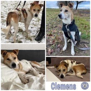 Clemens in 17111 Siedenbrünzow *vermittelt*