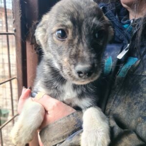 LAVINO - reserviert Vergessene Pfoten Stuttgart 24.01 - vermisst 02/23