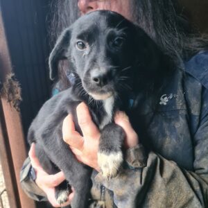 BLACK BEAUTY - reserviert Alexandra - vermittelt