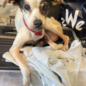 DIUNA - Notfall - reserviert TH Wannigsmühle - vermittelt