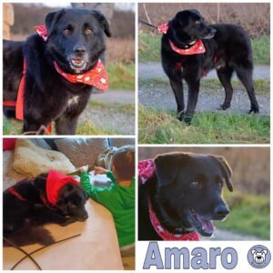 Amaro in 45701 Herten *vermittelt*