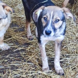 PÜTZEL - reserviert PVA - vermittelt