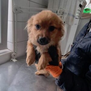 MUNJA - auf Pflegestelle in PLZ 21 *vermittelt*