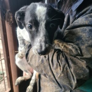 DARCY - reserviert Tierhilfe Lebenswert DR 15.02. - vermittelt