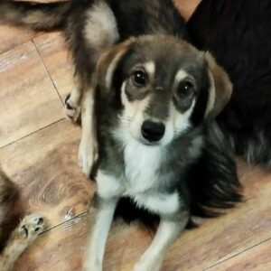 SOFIA - reserviert Tierhilfe Lebenswert DR - vermittelt