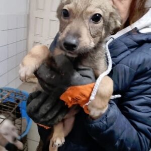 ANELO - auf Pflegestelle in PLZ 23 *vermittelt*