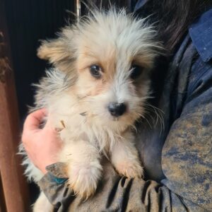 BLANCO - reserviert für Tierhilfe Lebenswert DR (14.01.) - vermittelt