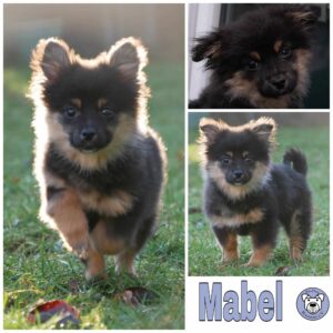 Mabel in 21493 Möhnsen *vermittelt*