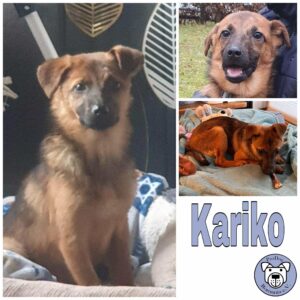 Kariko in 12587 Berlin *vermittelt*