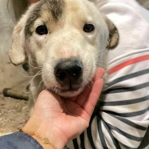 RURIK - reserviert Betty- vermittelt