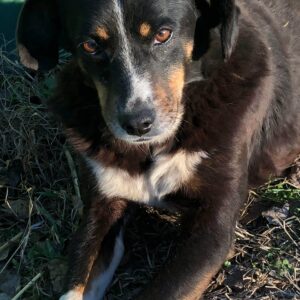 DAFNE - reserviert TH Andernach - vermittelt