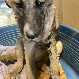 TINA - sollte zeitnah ausreisen, wurde gebissen - reserviert PVA - vermittelt