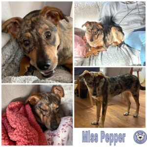 Miss Pepper in 21220 Seevetal *vermittelt*