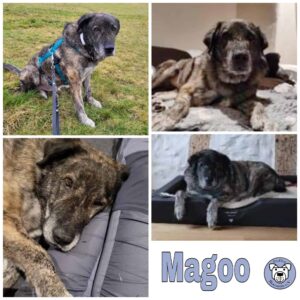 Magoo in 78147 Vöhrenbach - vermittelt