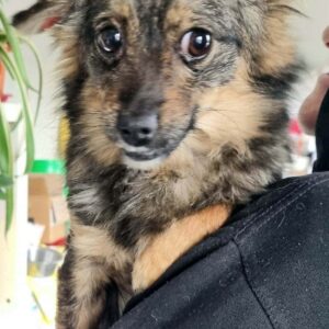 MIRABELLA - reserviert Tierhilfe Lebenswert DR 05.02. - vermittelt