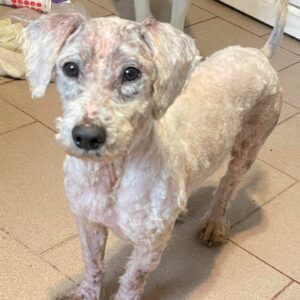 SIMBA - auf Pflegestelle in PLZ 31 *vermittelt*