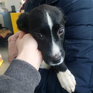 LUNI – reserviert Tierhilfe Lebenswert DR 13.02. - vermittelt