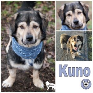 Kuno in 18311 Ribnitz Damgarten *vermittelt*