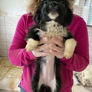 MARLIE - reserviert Manuela - vermittelt