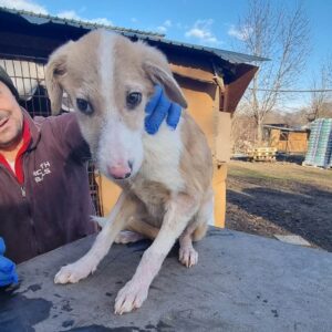 ADDY - Notfall, baut ab, viel zu dünn, Hautprobleme - reserviert für Tierhilfe Lebenswert - vermittelt