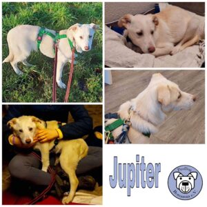 Jupiter in 45219 Essen *vermittelt*